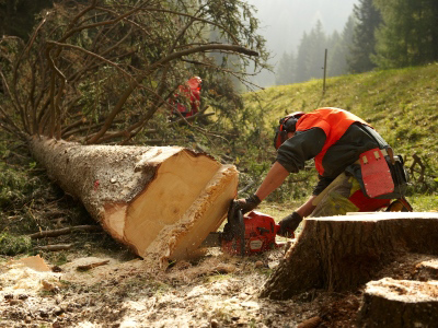 Commercio illegale di legno: regolamenti FLEGT ed EUTR