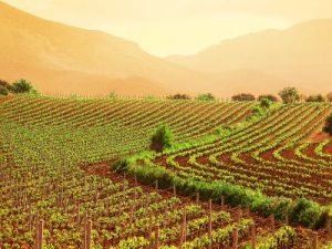 Terreni agricoli all’asta online: i bandi del progetto Terrevive